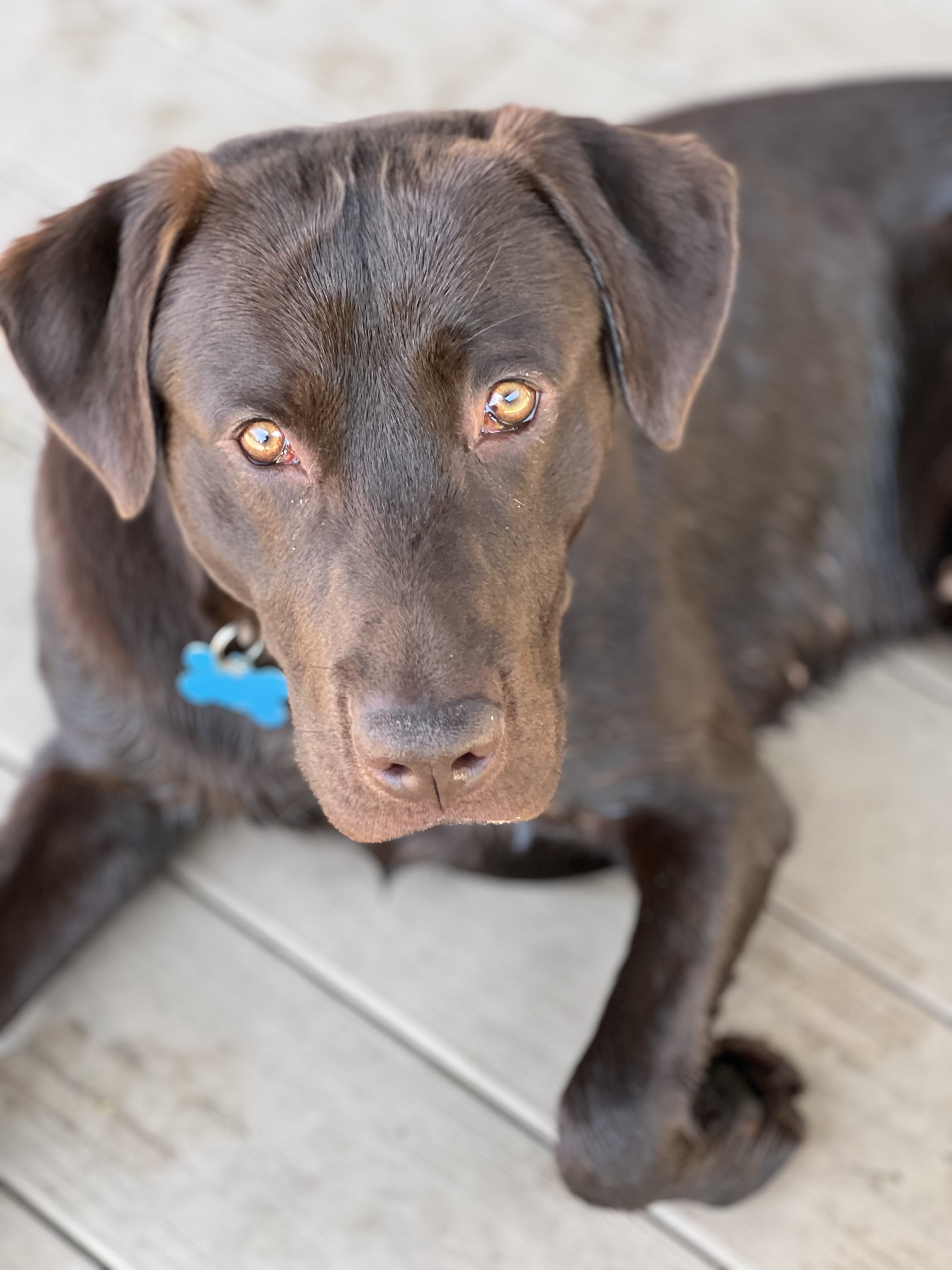 Chocolate Labrador