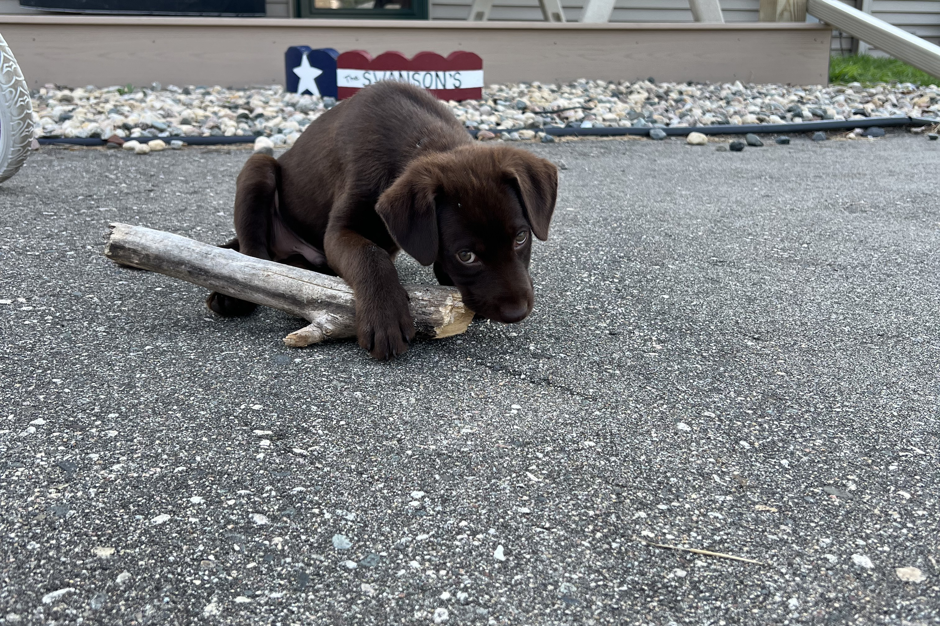 Chocolate Labrador Puppy